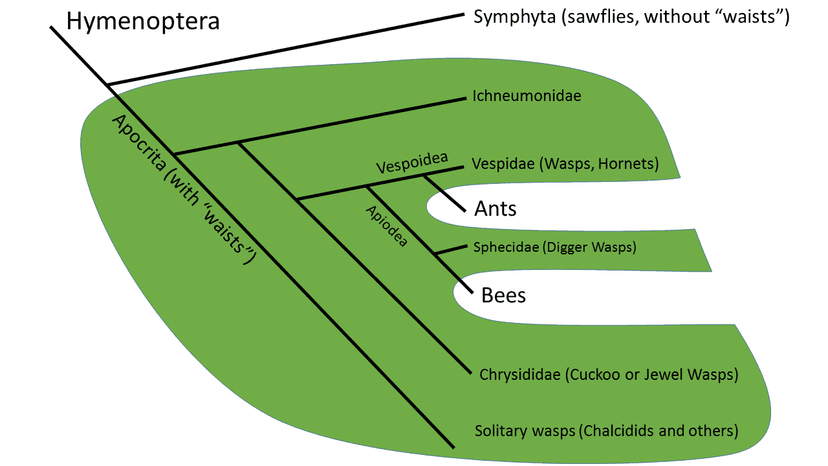 File:Wasps are Paraphyletic.png - Wikimedia Commons