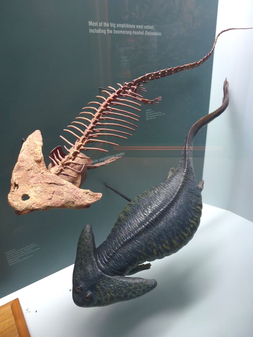 File:Diplocaulus - skeleton and model.jpg - Wikipedia