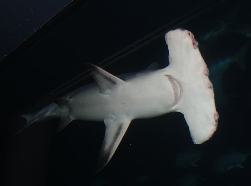 File:Sphyrna mokarran camden.jpg - Wikimedia Commons