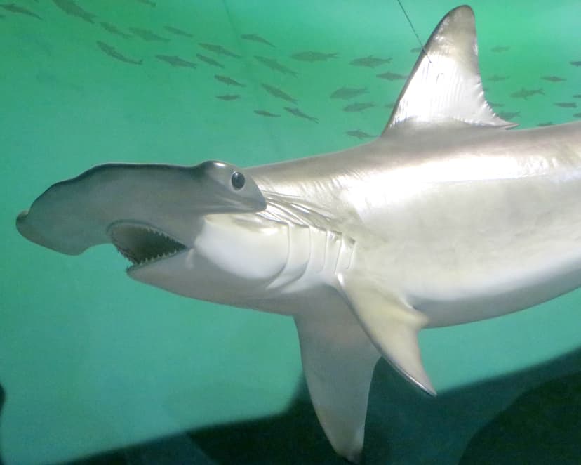 File:Hammerhead Shark (28776238172).jpg - Wikimedia Commons