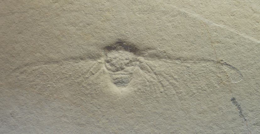 File:Prolystra lithographica.JPG - Wikipedia