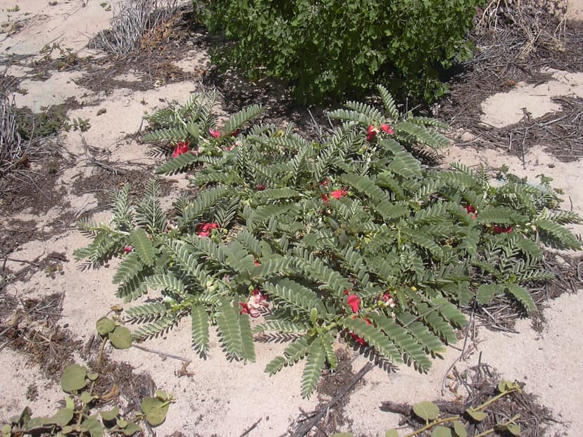 File:Starr 040613-0042 Sesbania tomentosa.jpg - Wikimedia Commons