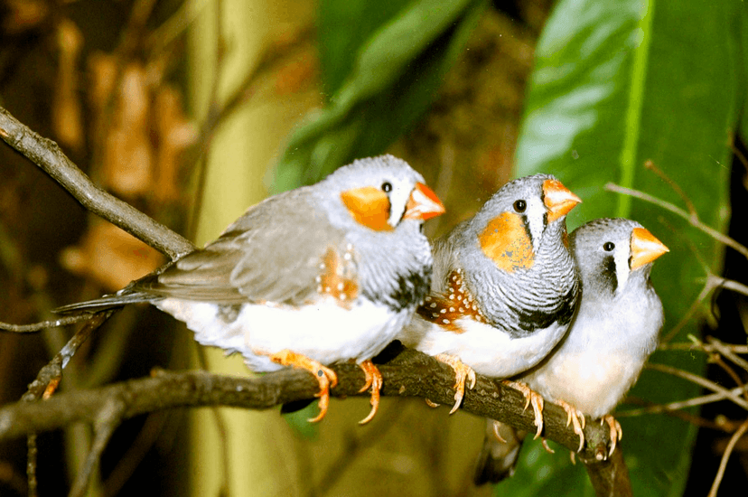 File:Zebra finch group.png - Wikipedia