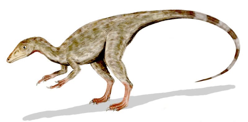 Compsognathus - Wikipedia