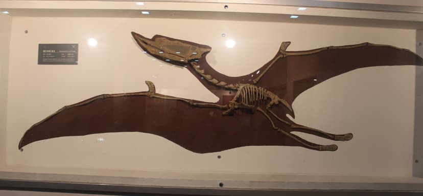 File:Dsungaripterus-Geological Museum of China.jpg - Wikimedia Commons