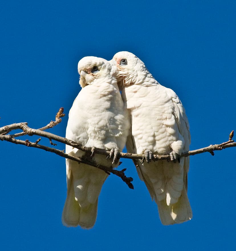 File:Wild Cockatoos.jpg - Wikimedia Commons