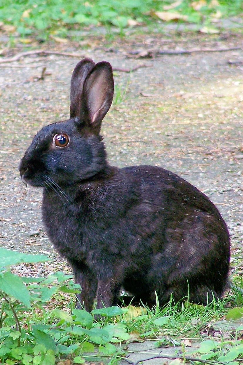 File:Wild black Oryctologus cuniculus.jpg - Wikipedia