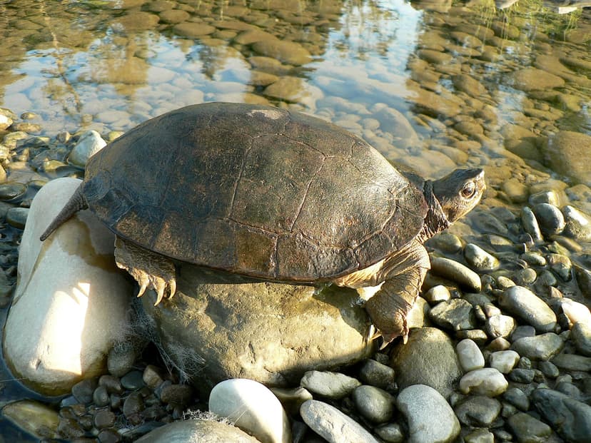 File:Leaf turtle Cyclemys species.jpg - Wikipedia