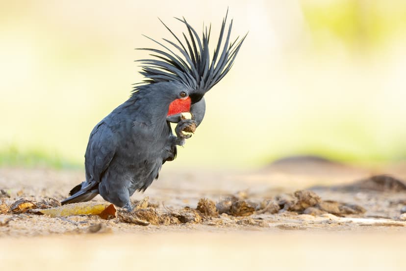 File:Palm Cockatoo 0A2A7769.jpg - Wikipedia
