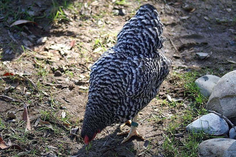 File:Gallus gallus 1zz.jpg - Wikimedia Commons