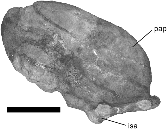 File:Lusotitan ilium.png - Wikipedia