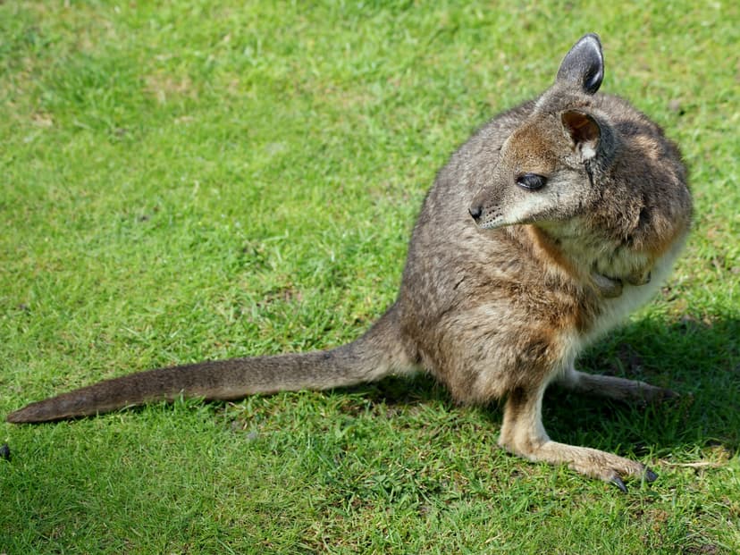 File:Macropodidae Macropus eugenii 3.jpg - Wikimedia Commons