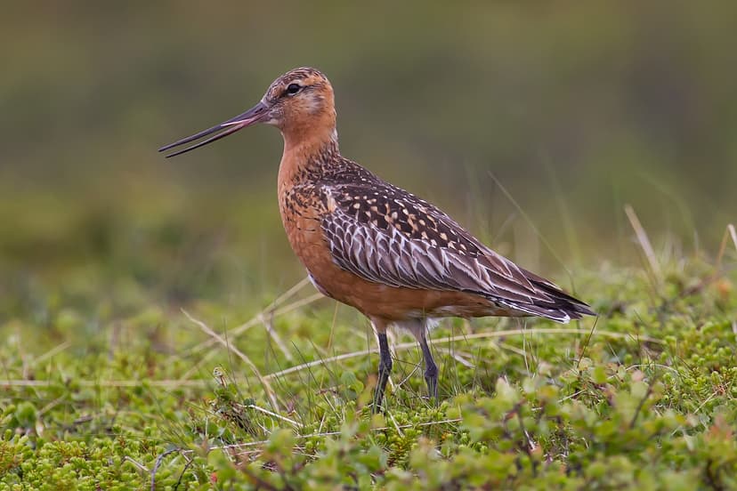 File:Bar-tailed Godwit.jpg - Wikipedia