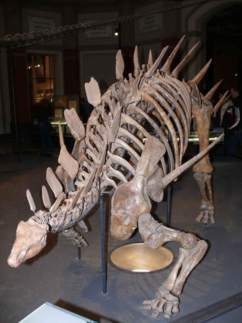 File:Kentrosaurus aethiopicus P1060063.jpg - Wikimedia Commons
