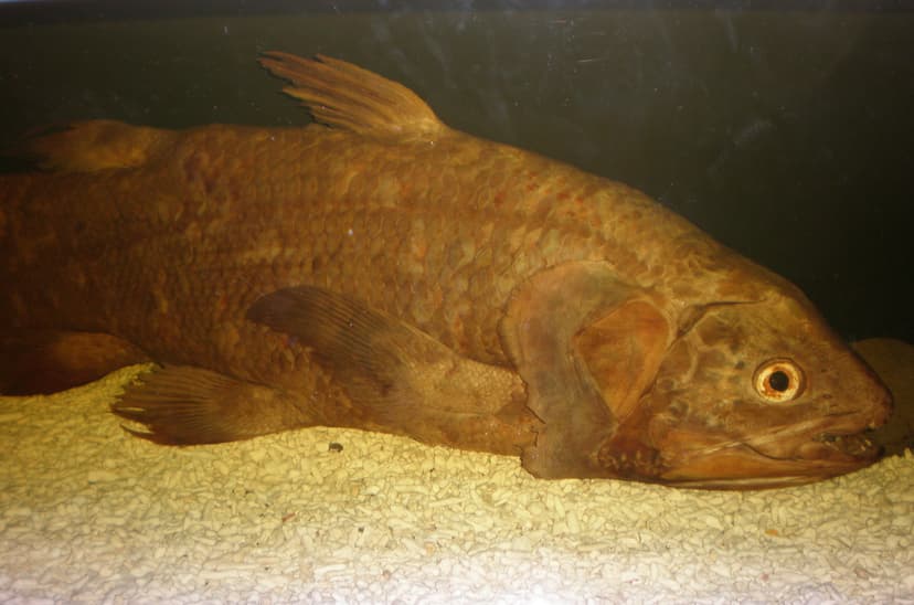 File:Coelacanth CAS 1.JPG - Wikipedia