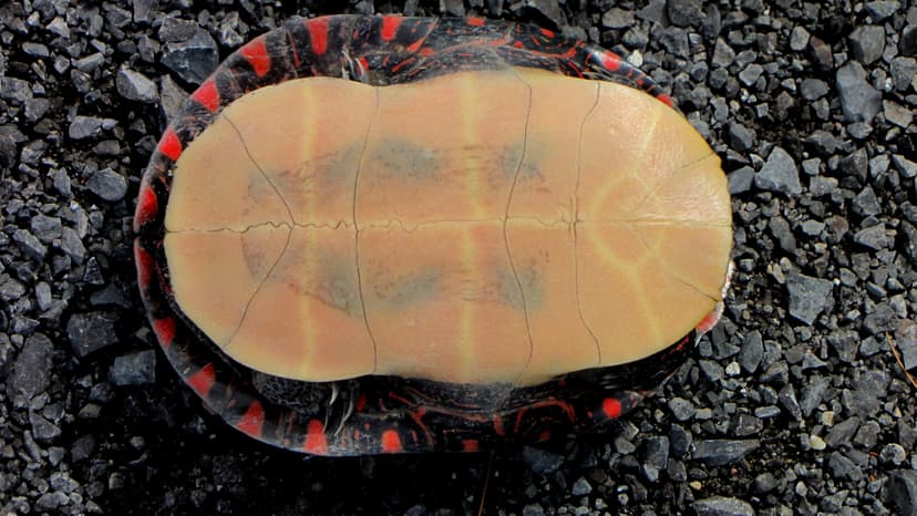File:Midland painted turtle, plastron.jpg - Wikipedia
