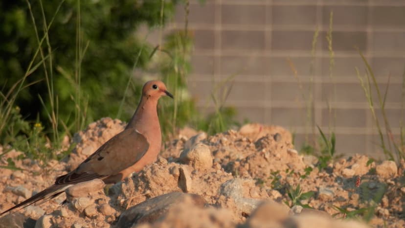 File:Mourning Dove (Zenaida macroura).jpg - Wikimedia Commons