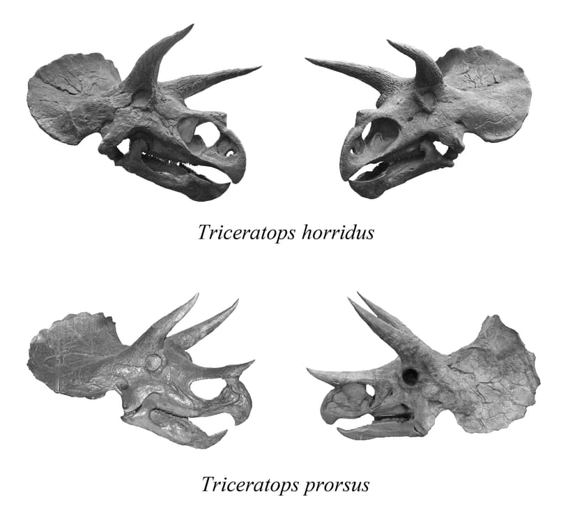 File:Triceratops-four-skulls-04w.jpg - Wikimedia Commons