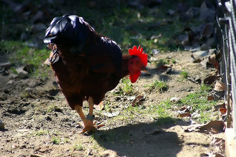 File:Gallus gallus 4zz.jpg - Wikimedia Commons