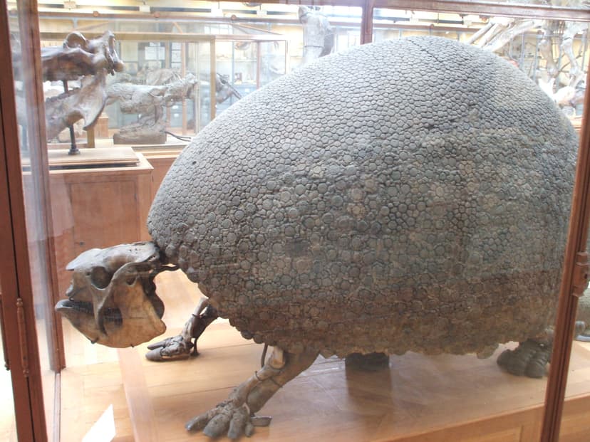 File:Glyptodon Asper.JPG - Wikimedia Commons