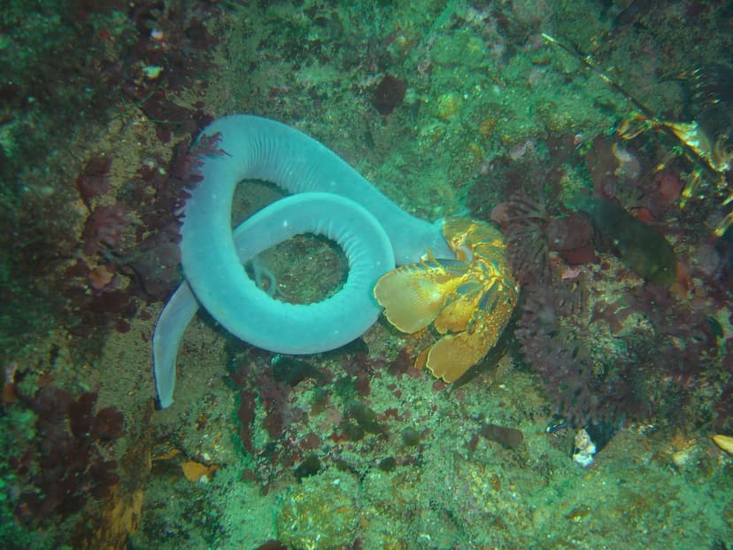 File:Hagfish at the Oakburn DSC09110.JPG - Wikipedia