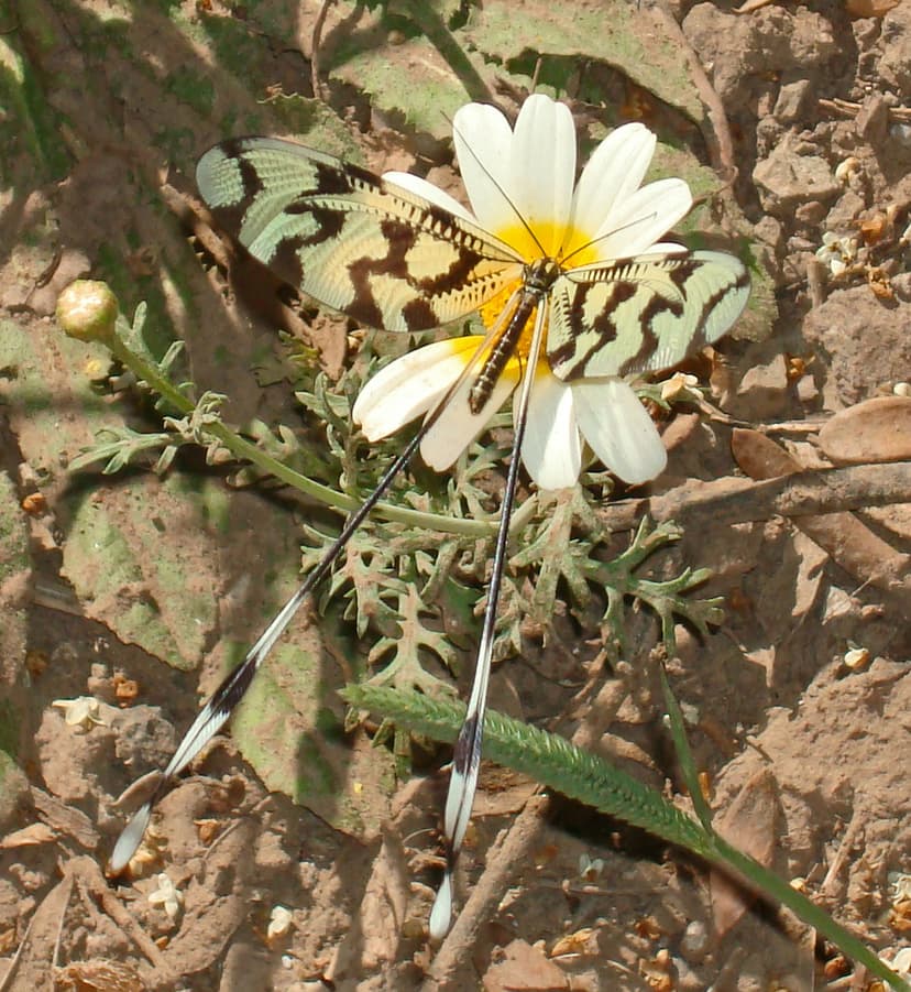 Ficheiro:Nemoptera sinuata 2.jpg – Wikipédia, a enciclopédia livre