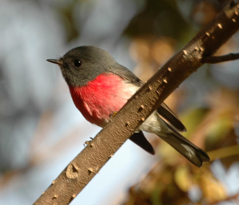 List of birds of Queensland - Wikipedia
