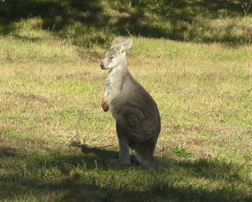 File:Wallaroo Joey praying.jpg - Wikimedia Commons