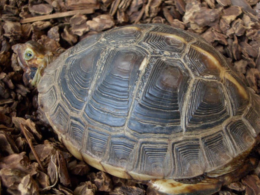 File:Chineseboxturtle.jpg - Wikipedia