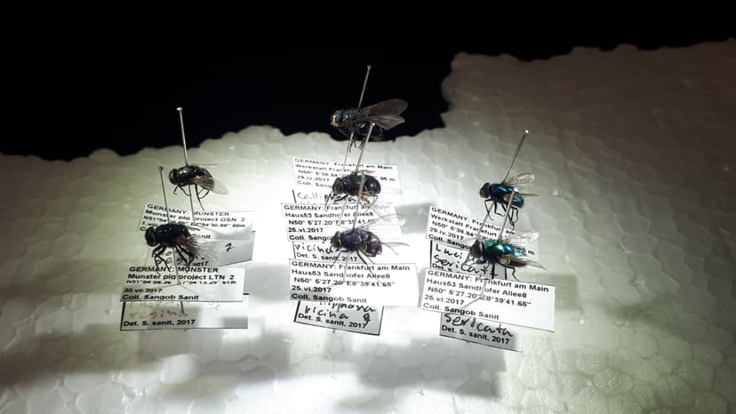 File:Blowflies of medicinal use.jpg - Wikimedia Commons