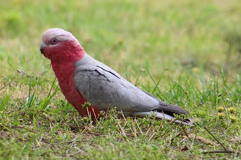 File:Galah (Rose Breasted Cockatoo).jpg - Wikimedia Commons