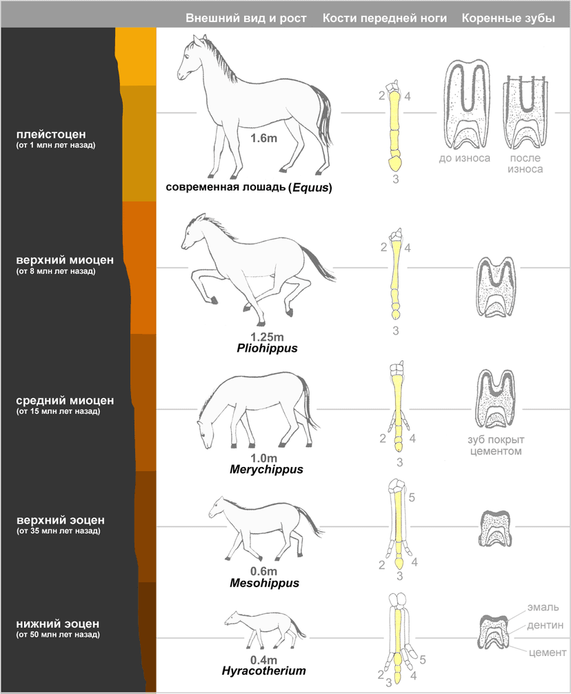 File:Horseevolution Russian.png - Wikimedia Commons