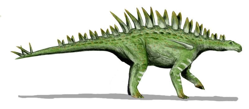 File:Huayangosaurus BW.jpg - Wikipedia