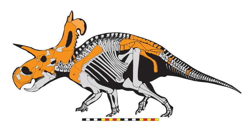 File:Lokiceratops (Skeletal Reconstruction).png - Wikipedia