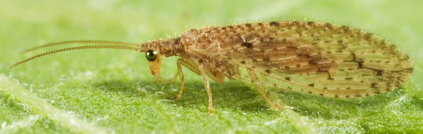 File:Oedosmylus sp crop.jpg - Wikimedia Commons