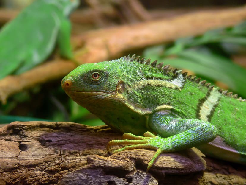 Fiji crested iguana - Wikipedia