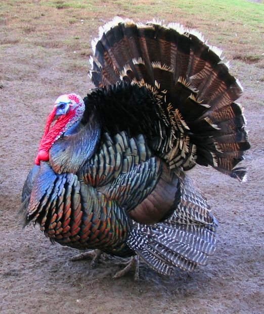 File:Male north american turkey supersaturated.jpg - Wikipedia