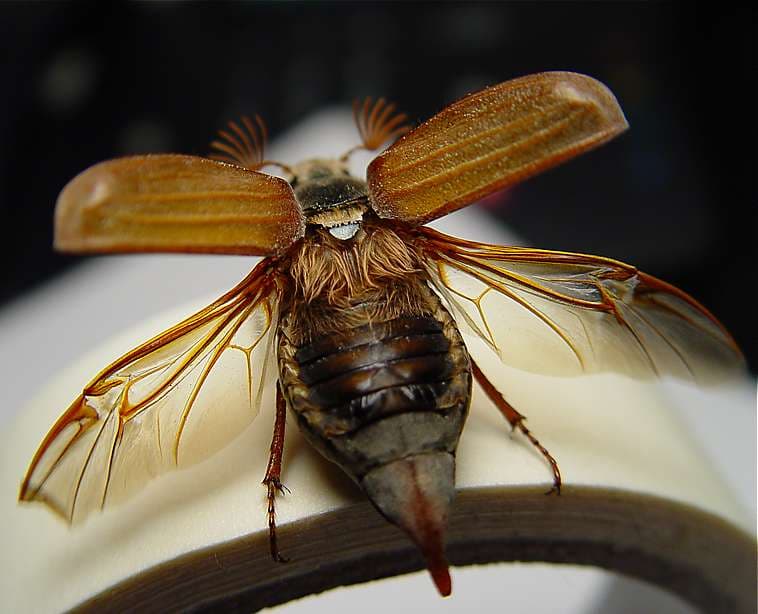 File:Maybug.jpg - Wikimedia Commons