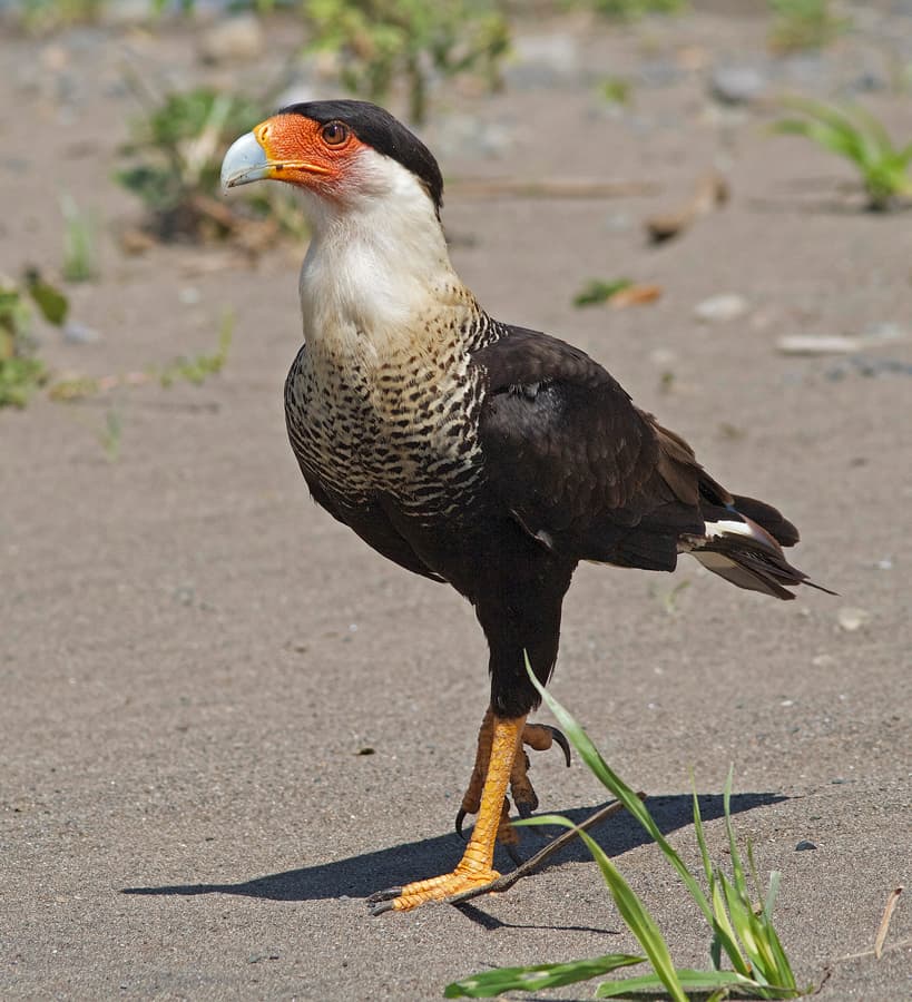 File:Crested Caracara JCB.jpg - Wikipedia