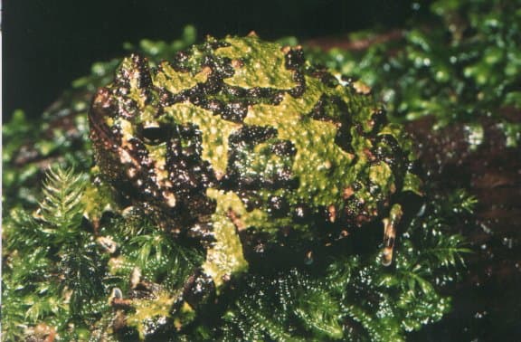 File:Scaphiophryne marmorata01.jpg - Wikimedia Commons