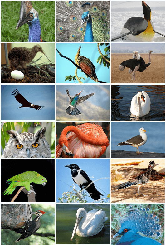 File:Bird Diversity 2011.png - Wikimedia Commons
