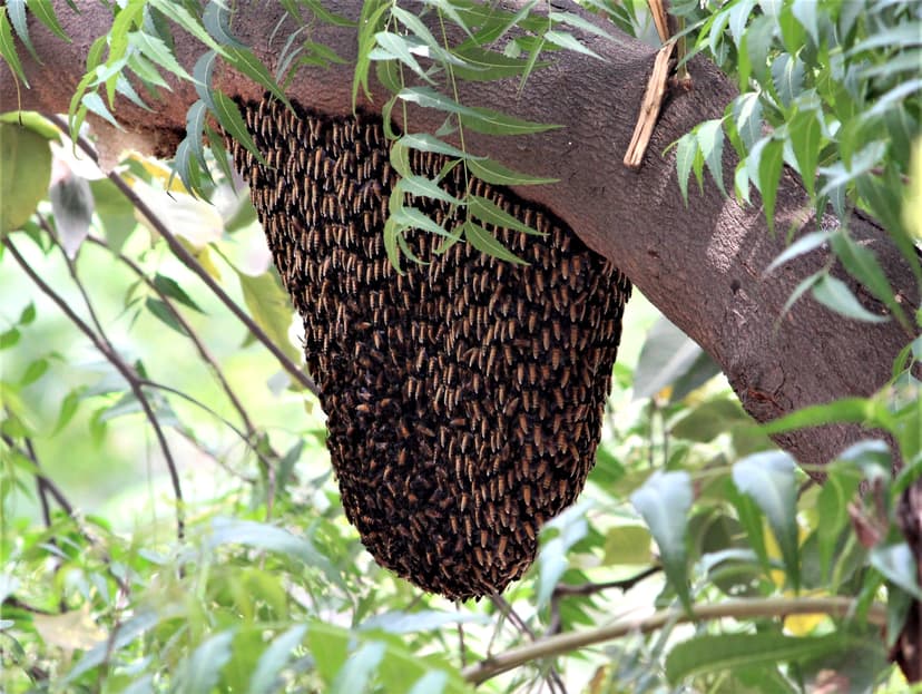 File:A natural beehive in Chandigarh.jpg - Wikimedia Commons
