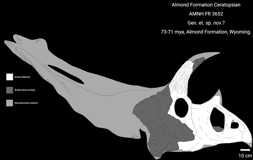 File:Almond Formation Ceratopsian.png - Wikimedia Commons