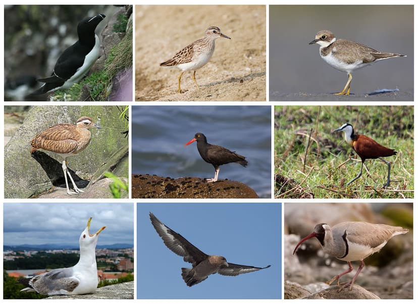 File:Charadriiformes Diversity.jpg - Wikipedia