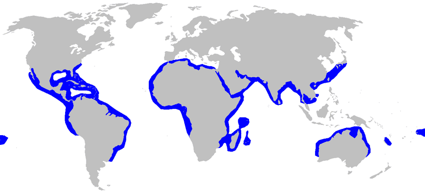 File:Sphyrna mokarran distmap.png - Wikimedia Commons