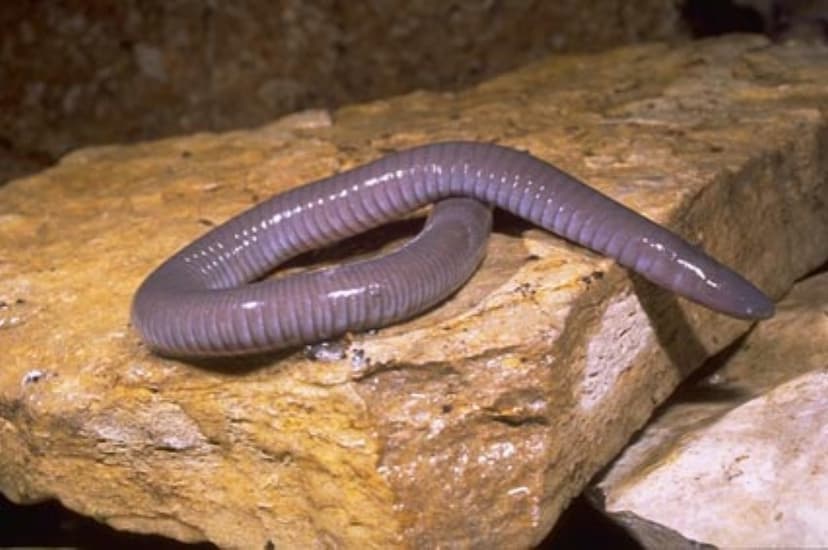 File:Dermophis mexicanus.jpg - Wikipedia
