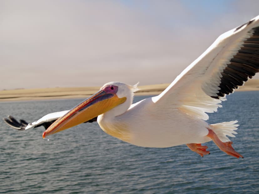 File:Pelikan Walvis Bay.jpg - Simple English Wikipedia, the free ...