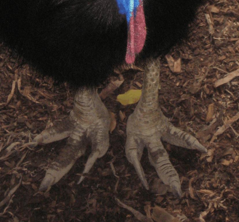 File:Cassowary feet closeup.png - Wikimedia Commons