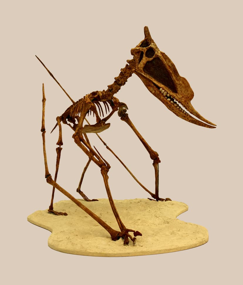 File:Dsungaripterus weii 01.jpg - Wikipedia