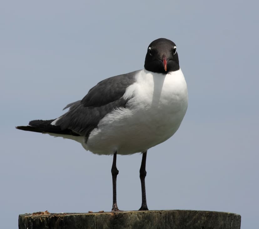 File:Leucophaeus atricilla stare.jpg - Wikimedia Commons